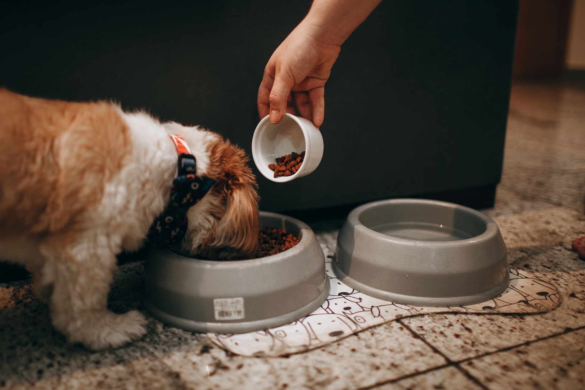 Kutya etetőtállal a konyhában